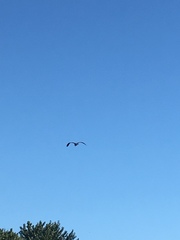Pelecaniformes
