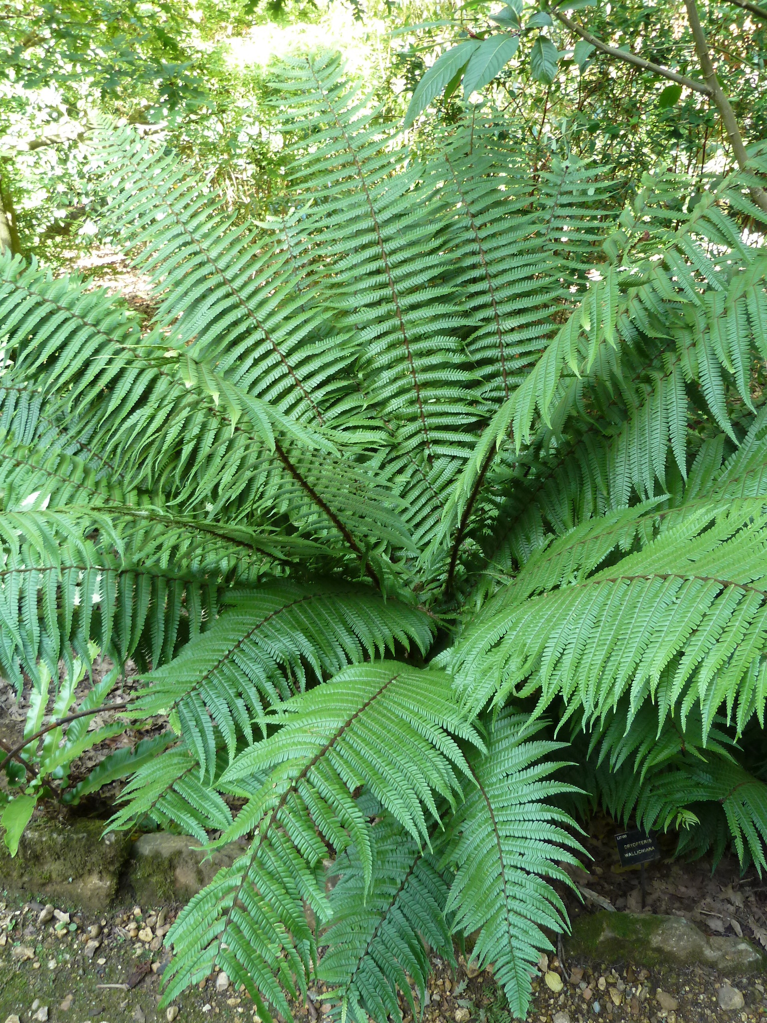 Dryopteris wallichiana