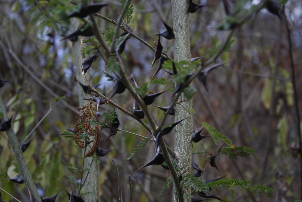 Vachellia hindsii; photograph Alejandro Ruiz-Garcia, CC BY, iNaturalist via GBIF
