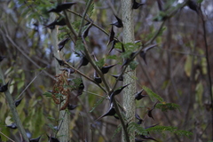 Vachellia hindsii