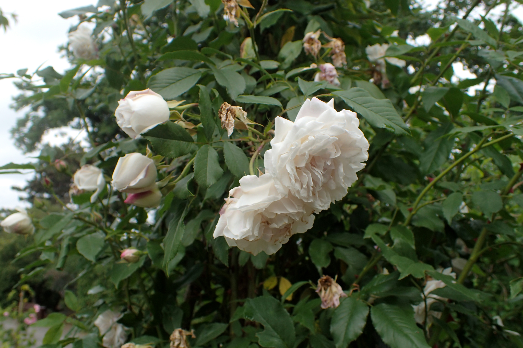 Rosa indica