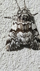 Panthea acronyctoides