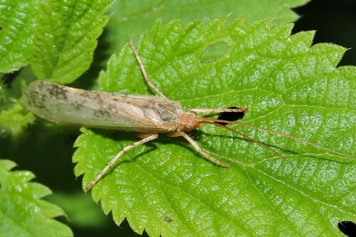 Bleke Schietmot, photo 3 of 10