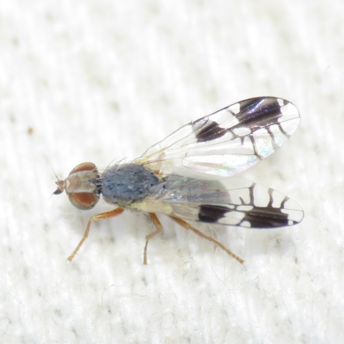 Trupanea nigricornis (Coquillett, 1899)