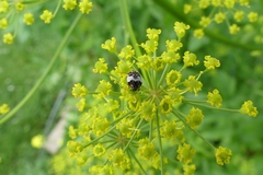 Anthrenus isabellinus