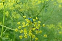 Anthrenus isabellinus