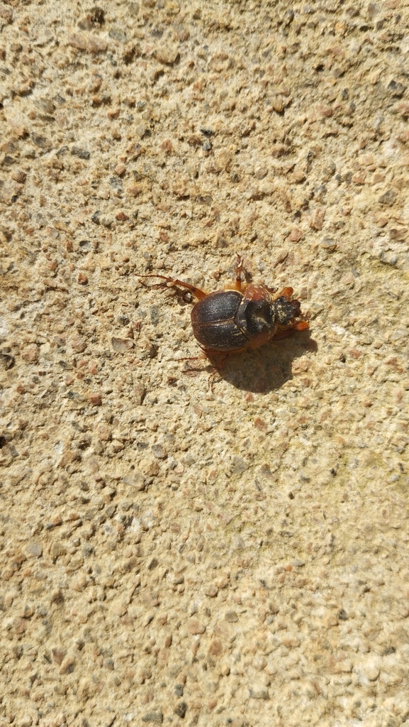 Neoathyreus catharinae