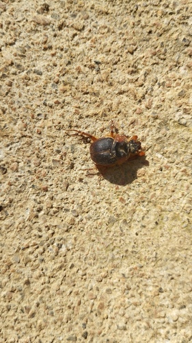 Neoathyreus catharinae