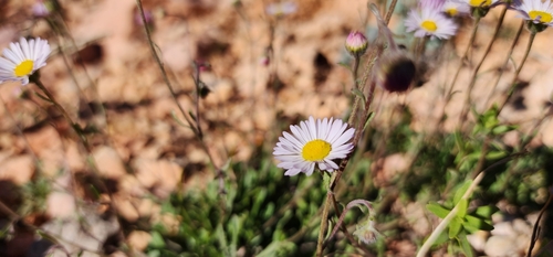 Erigeron sionis var. trilobatus