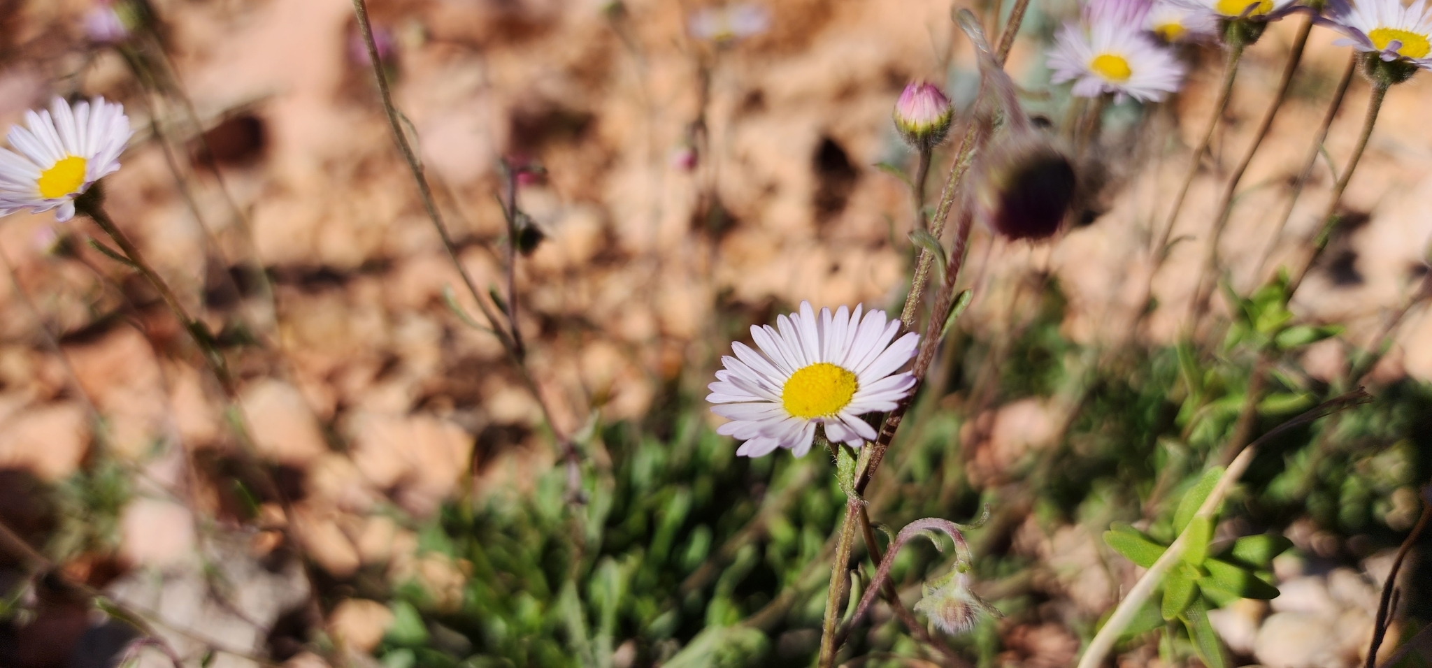 Erigeron sionis var. trilobatus