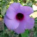 Sleepy Hibiscus - Photo (c) David  Eickhoff, some rights reserved (CC BY)