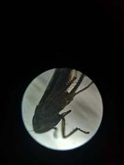 Cicadellidae