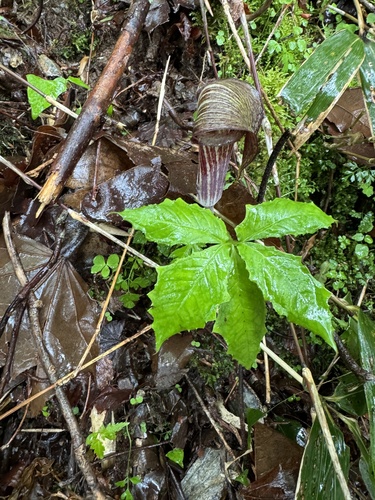 Arisaema ishizuchiense iNat (2)