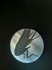 Cicadellidae