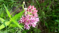 Asclepias rubra
