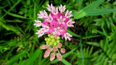 Asclepias rubra