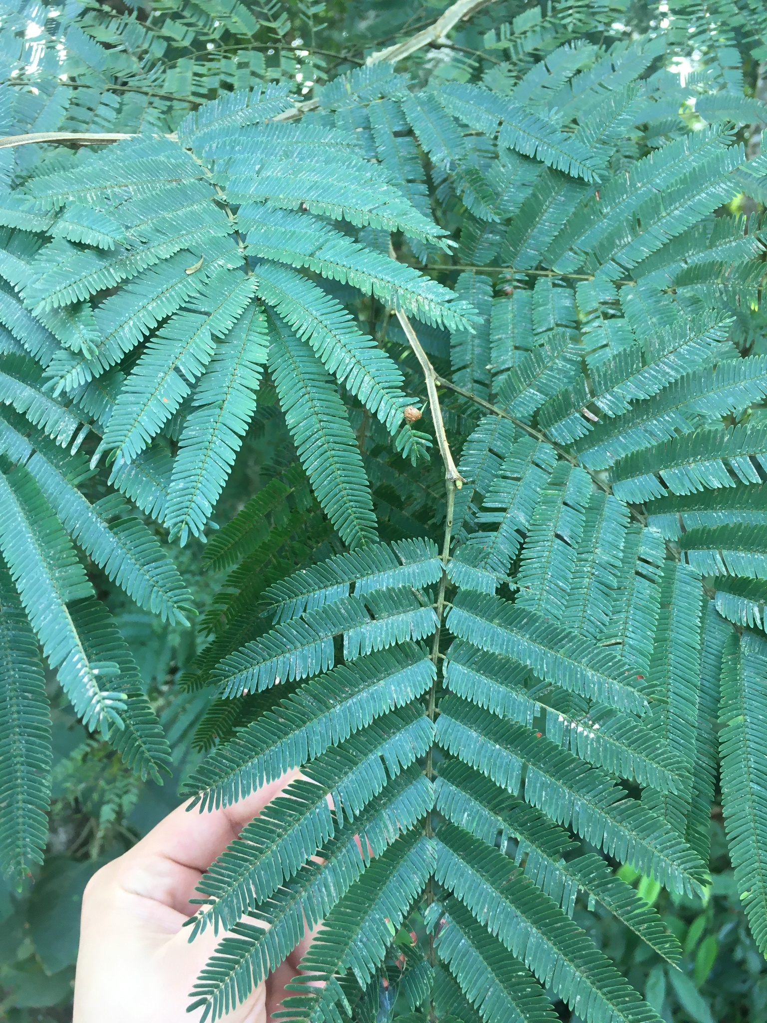 Piptadenia gonoacantha