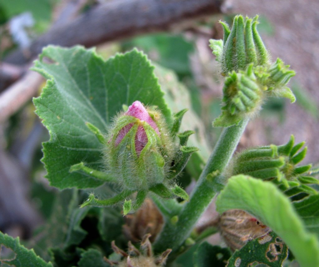 Sabdariffa furcellata