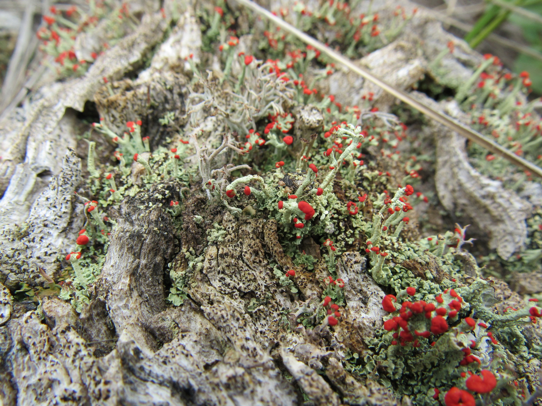 Cladoniaceae image