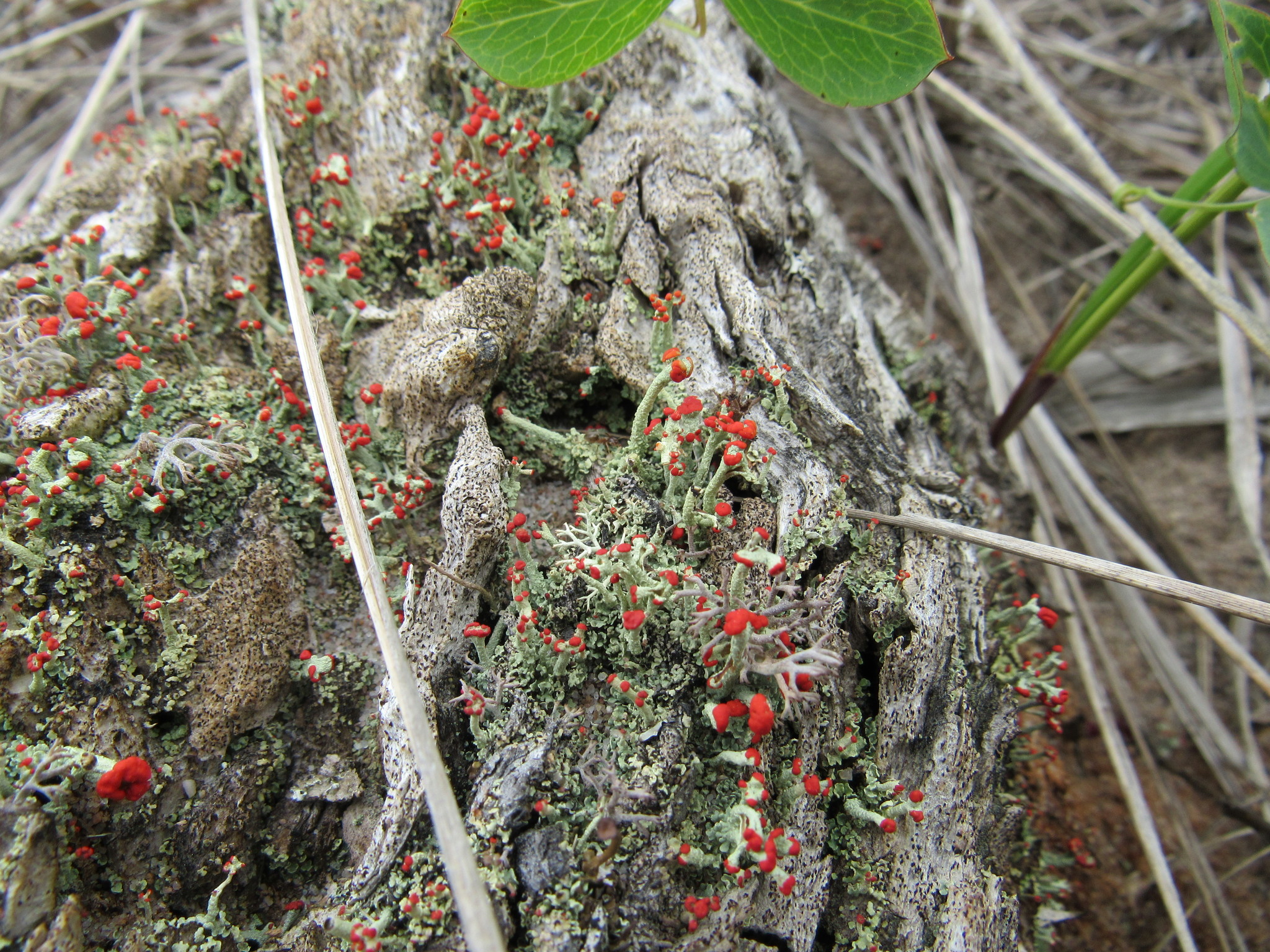 Cladonia cristatella image
