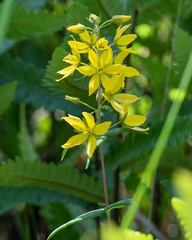 Lysimachia asperulifolia