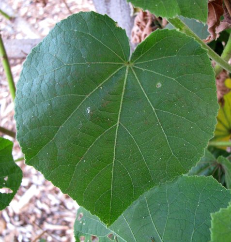 Sabdariffa furcellata