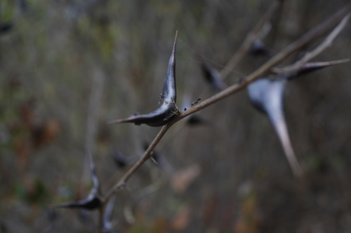 Vachellia hindsii, photograph 1