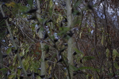 Alejandro Ruiz-Garcia, CC BY, iNaturalist via GBIF Vachellia hindsii, photograph Alejandro Ruiz-Garcia, CC BY, iNaturalist via GBIF