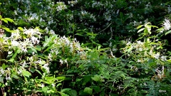 Rhododendron oblongifolium