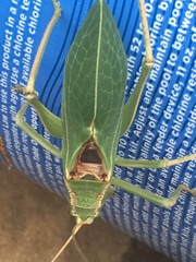 Paracyrtophyllus robustus