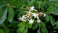 Rhododendron oblongifolium