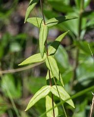 Lysimachia asperulifolia