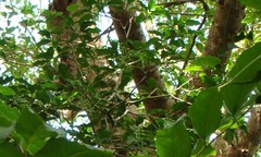 Zosterops lateralis nigrescens