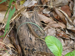 Emoia cyanura