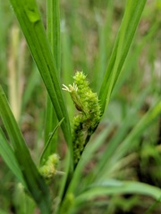 Carex granularis