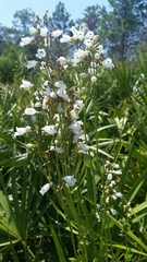 Penstemon multiflorus