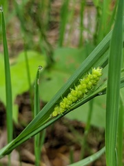 Carex granularis