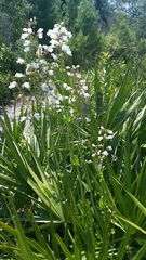 Penstemon multiflorus