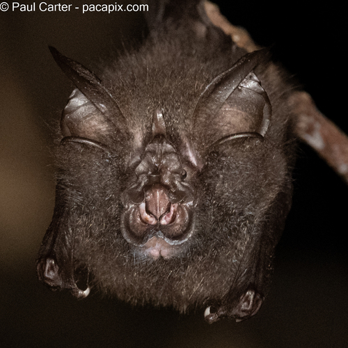 Malaysian Woolly Horseshoe Bat (Rhinolophus morio) — Data Deficient Mammalia