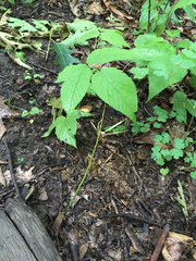 Thalictrum thalictroides