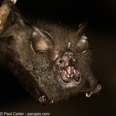 Malaysian Woolly Horseshoe Bat photo 2