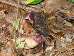 Tuerkayana
