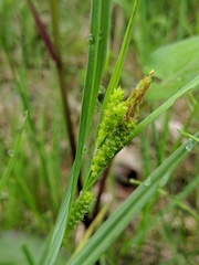 Carex granularis
