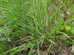 Carex granularis