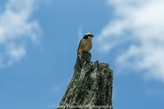 Eurocephalus ruppelli