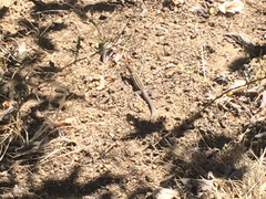 Aspidoscelis hyperythrus beldingi