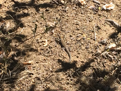 Aspidoscelis hyperythrus beldingi