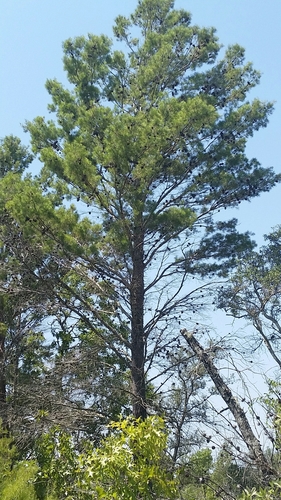 Sand pine (Pinus clausa)