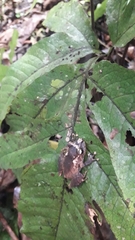 Pristimantis kichwarum