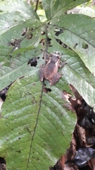 Pristimantis kichwarum